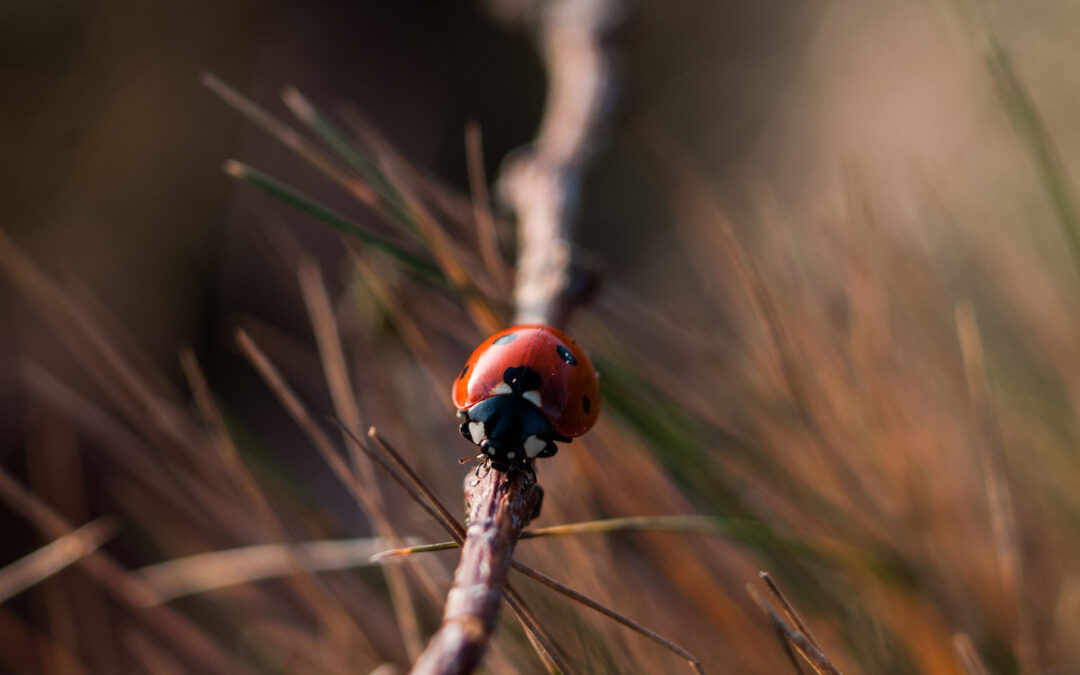 SPIR STAR AG: Leuchtturm für Biodiversität; Interview, Teil 1