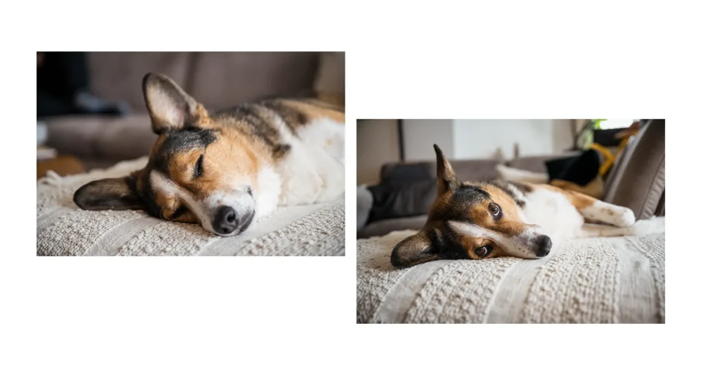 Zwei Nahaufnahmen zeigen denselben Hund in typischer Sommermüdigkeit: Links schläft er friedlich auf einer strukturierten Decke, rechts liegt er wach, aber sichtbar erschöpft da – mit einem müden Blick in Richtung Kamera. Beide Bilder vermitteln die Trägheit der Hundstage und passen perfekt zu Themen wie Hitze, Erholung und Schlaf.