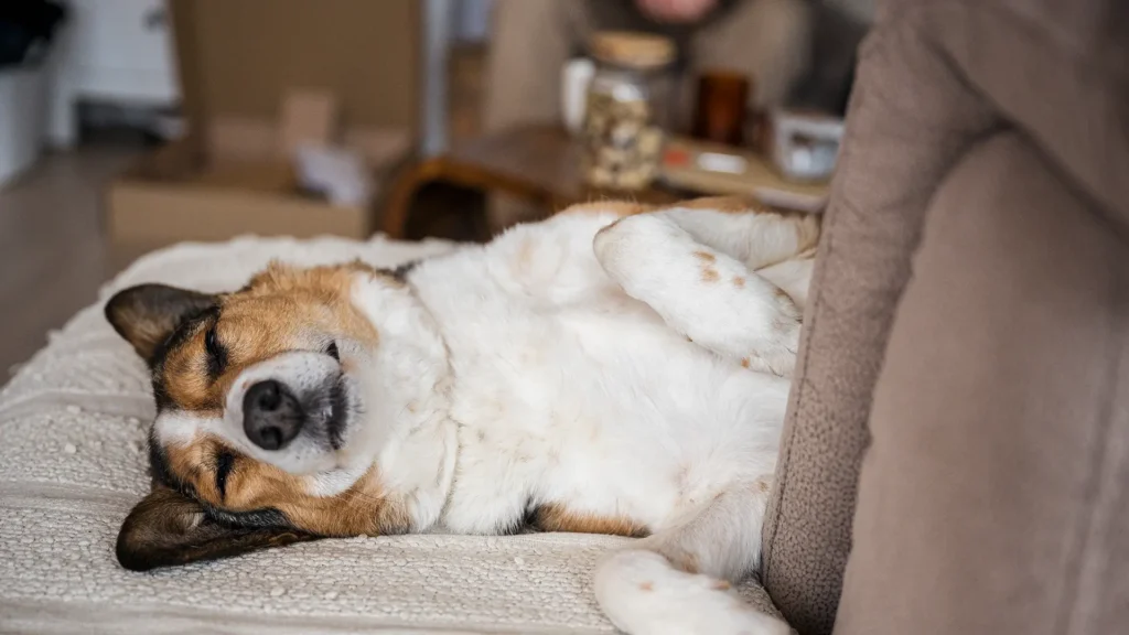 Ein Hund liegt auf dem Rücken zwischen Sofalehne und Sitzfläche, mit geschlossenen Augen und entspanntem Gesichtsausdruck. Die Szene vermittelt Geborgenheit und Erholung – mitten im Wohnzimmer, im Hintergrund leicht unscharf ein Tisch mit Tasse und Snacks. Perfekt, um das Thema Sommermüdigkeit oder entspannter Schlaf in den Hundstagen visuell zu unterstreichen.