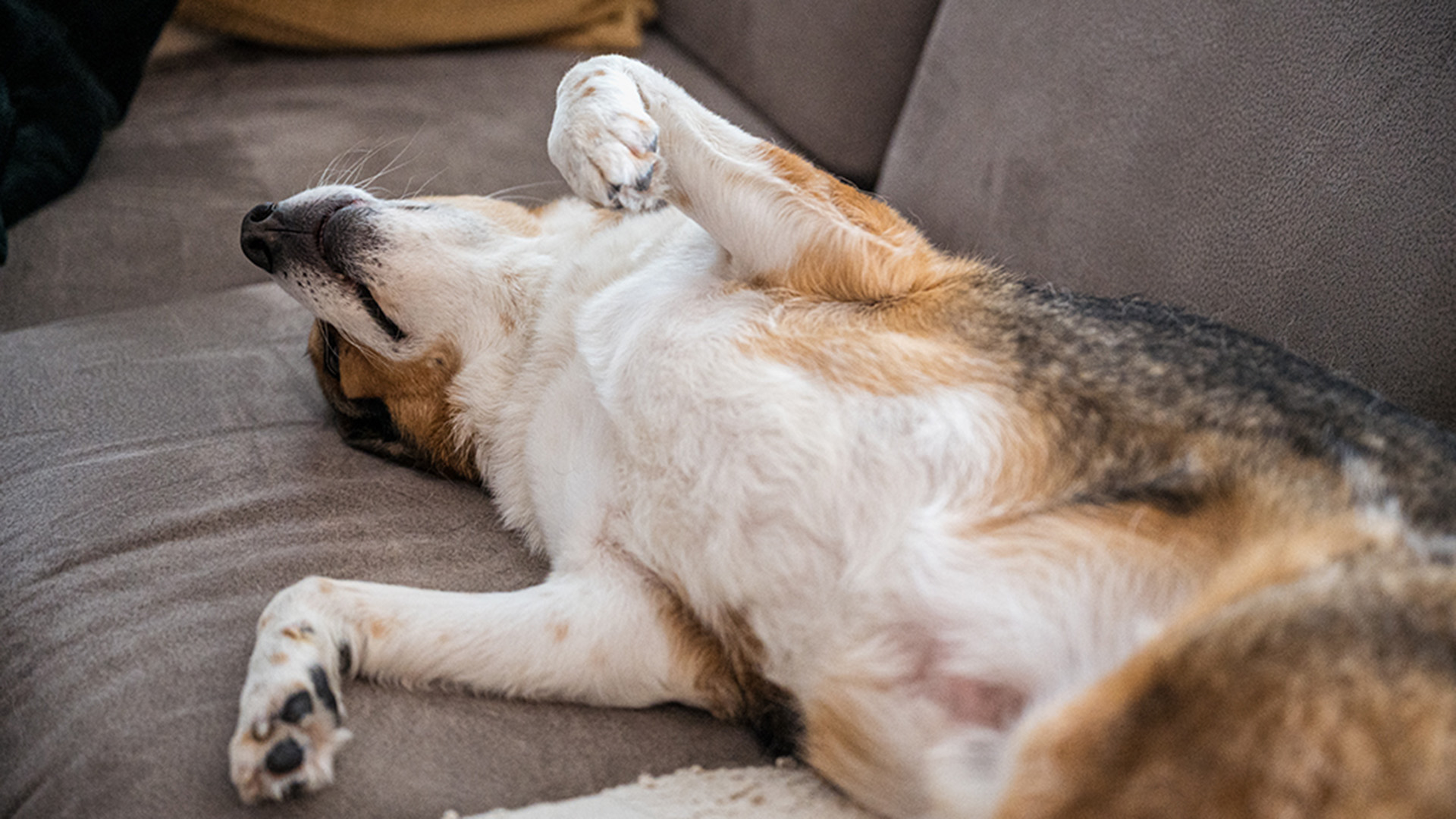 Hundstage: Tipps, um (bei Hitze) gut zu schlafen