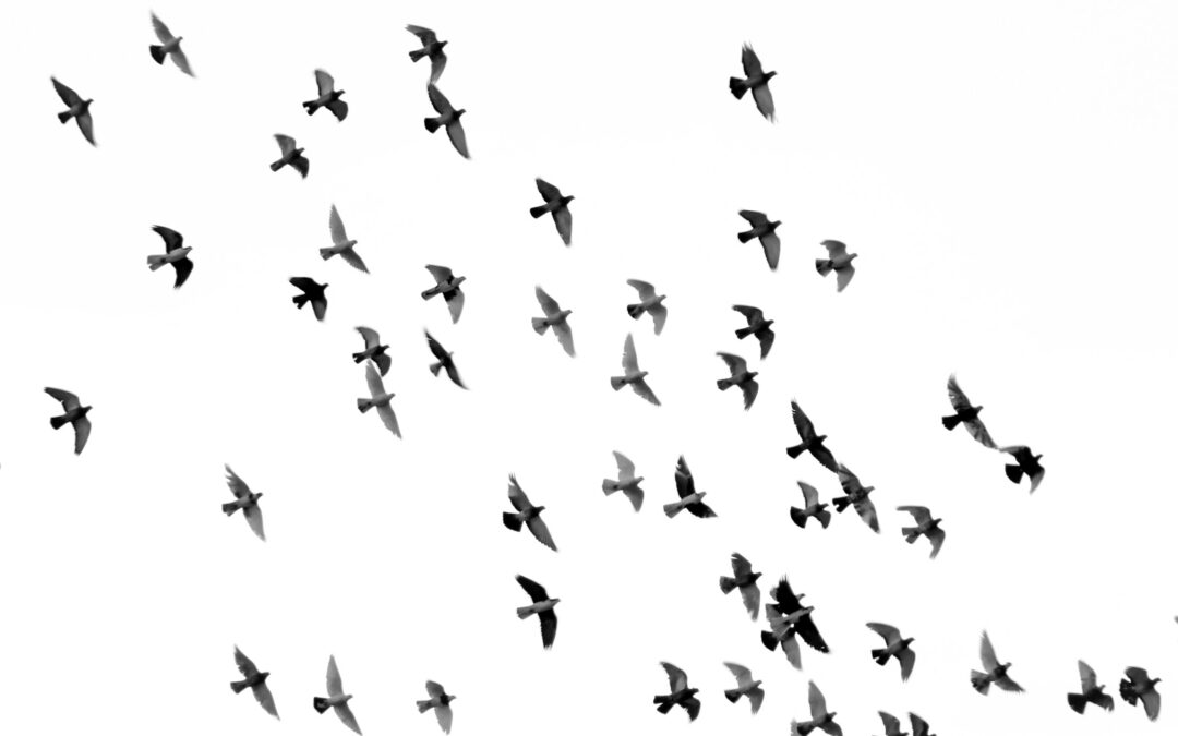 Song der Woche: Clipse, John Legend, Voices of Fire – The Birds Don’t Sing