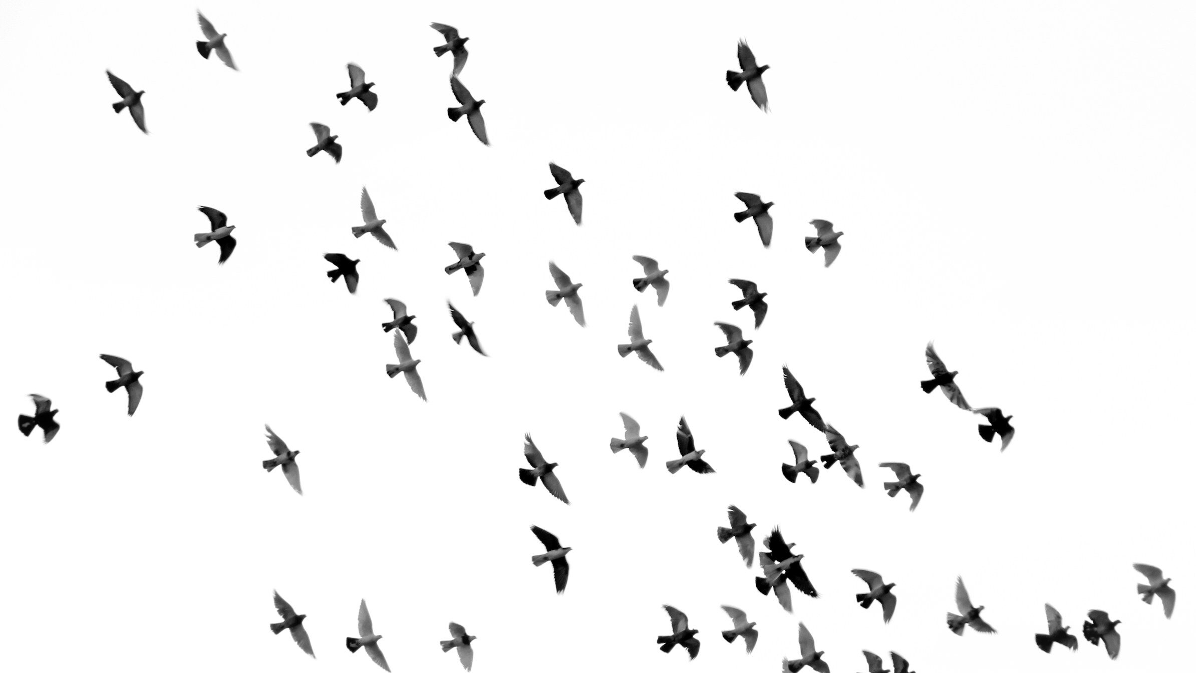 Song der Woche: Clipse, John Legend, Voices of Fire – The Birds Don’t Sing