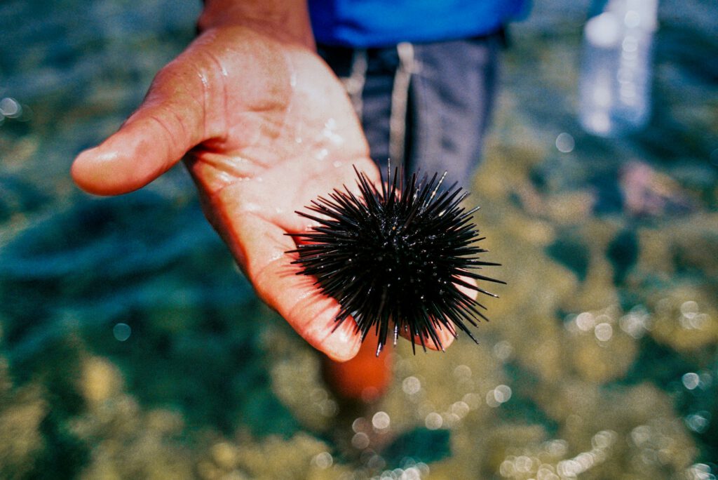 Ein Seeigel, der auf einer Hand liegt.
Foto von <a href="https://unsplash.com/de/@portuguesegravity?utm_content=creditCopyText&utm_medium=referral&utm_source=unsplash">Portuguese Gravity</a> auf <a href="https://unsplash.com/de/fotos/person-die-eine-schwarze-haarburste-halt-EECt4dYb6k8?utm_content=creditCopyText&utm_medium=referral&utm_source=unsplash">Unsplash</a>
      