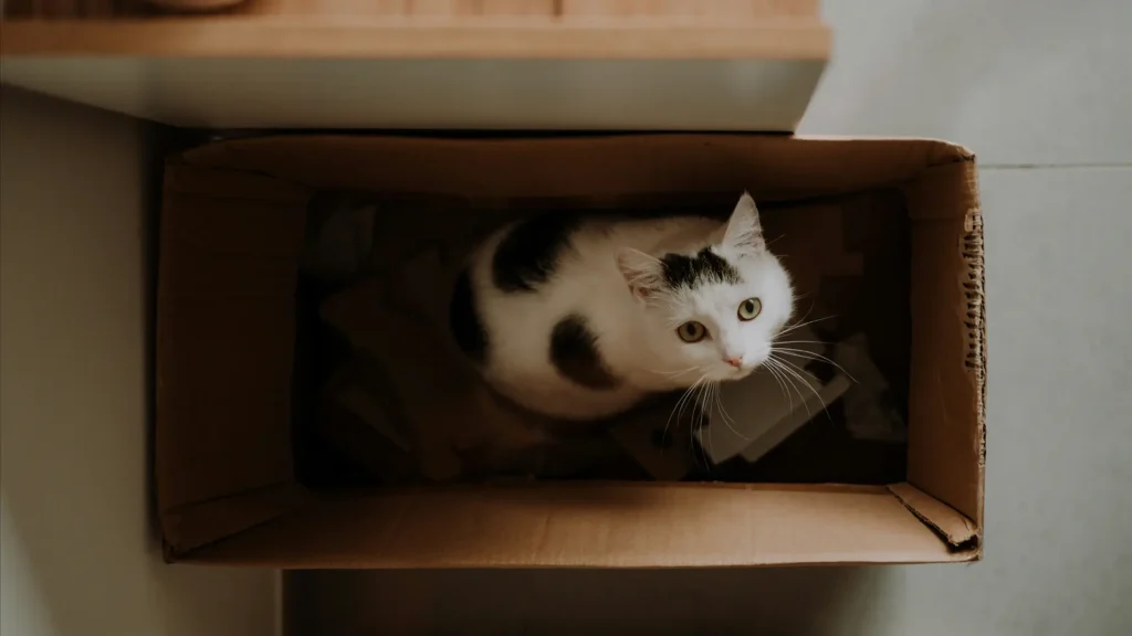 Katze gefangen in einem Karton
Foto von serjan midili auf Unsplash
