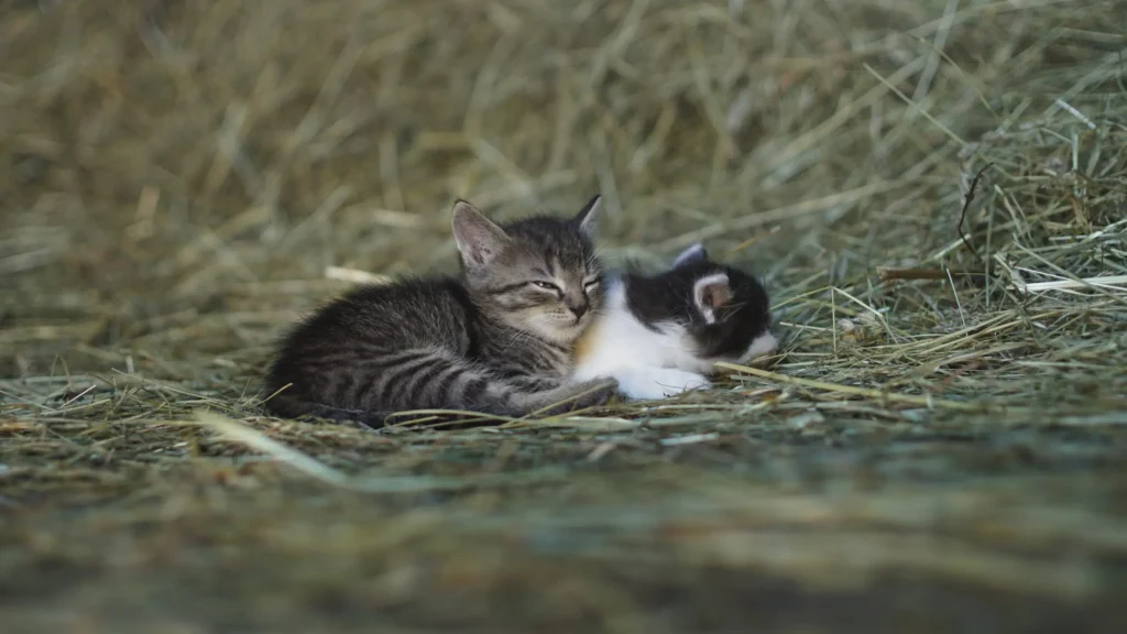 Zwei Kätzchen liegen eng aneinandergekuschelt auf Stroh – Symbol für Geborgenheit und Tierschutz durch Tierbrücke, Malte Zierden und Notpfote.