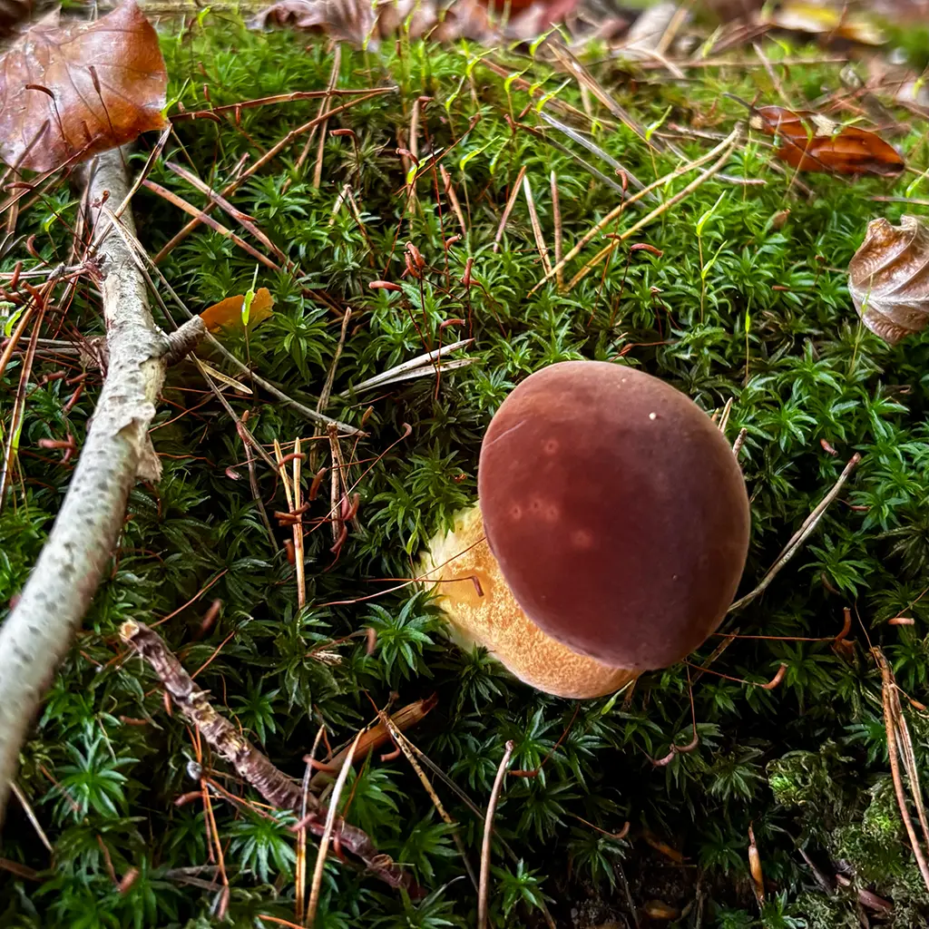 Ein brauner Röhrling wächst auf moosbedecktem Waldboden – entdeckt während einer Pilzlehrwanderung im herbstlichen Wald.