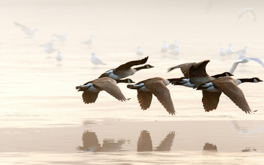 Song der Woche: Geese – Au Pays du Cocaine