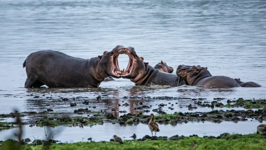 Symbolbild für die Kämpfe, die auf Social Media geführt werden